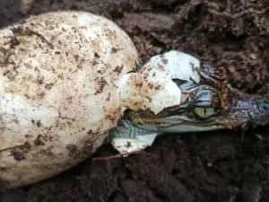 Crocodilos ameaçados que fazem piscininha para filhotes eclodem na Ásia