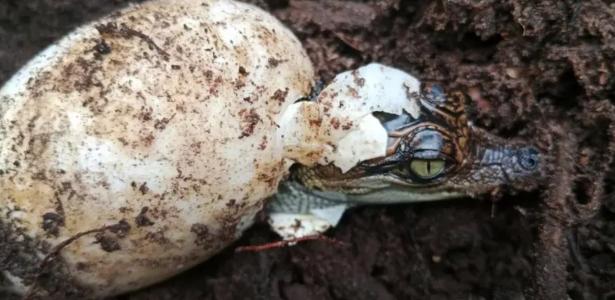 Nearly extinct crocodiles hatch in Cambodia