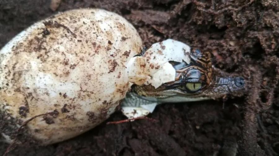 Momento exato que um crocodilo-siamês eclode de um ovo