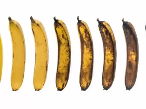 Apocalipse da banana? Cientista desvenda fungo que ameaça a fruta no mundo