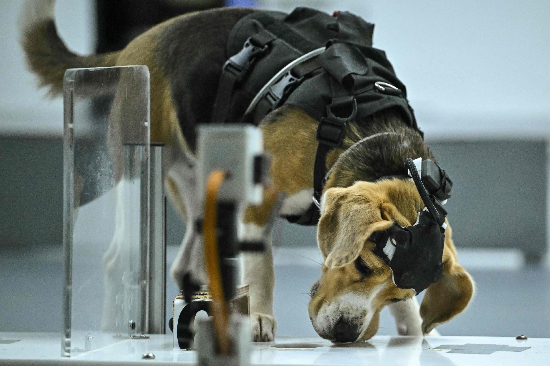 Cachorro da raça Beagle fareja amostra durante teste em laboratório da Dognosis, na Índia - undefined