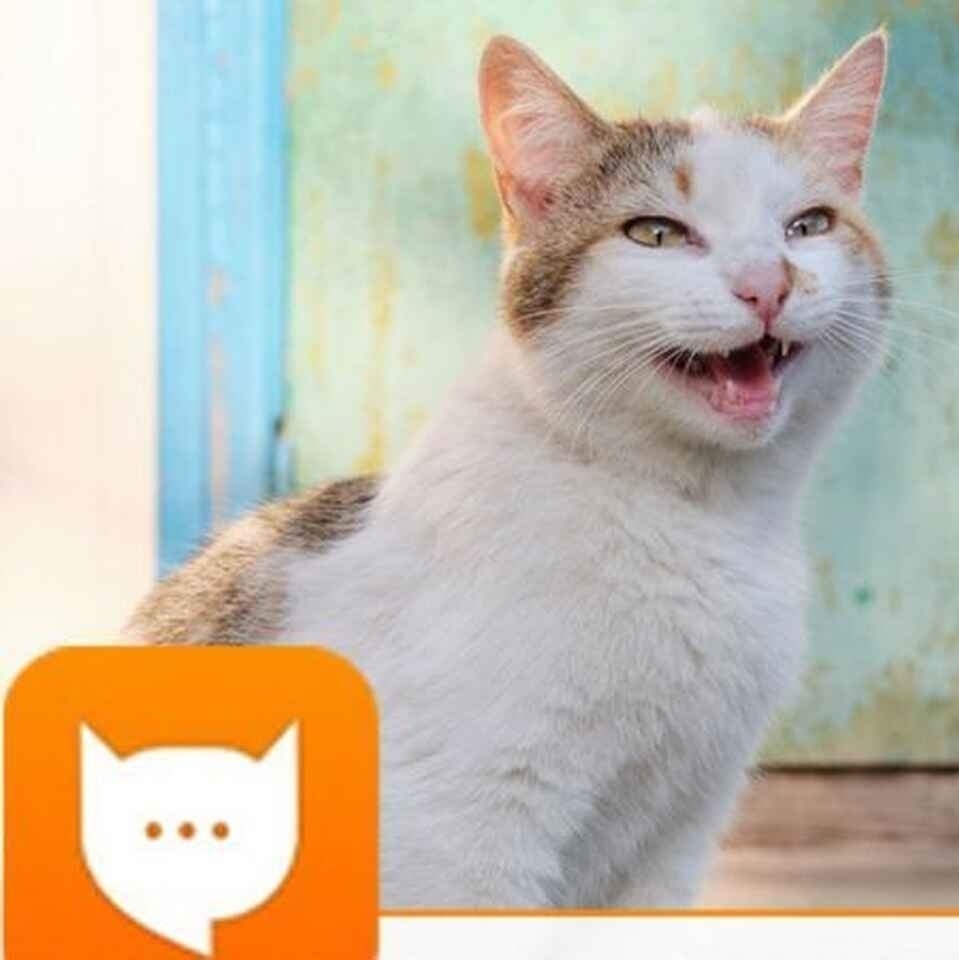 Tradutor para gatos – Apps no Google Play