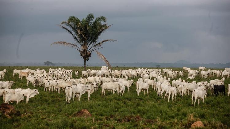 Gado em fazenda da JBS, a maior empresa do setor alimentício do mundo - Rodolfo Oliveira/Agência Pará/FotosPúblicas - Rodolfo Oliveira/Agência Pará/FotosPúblicas