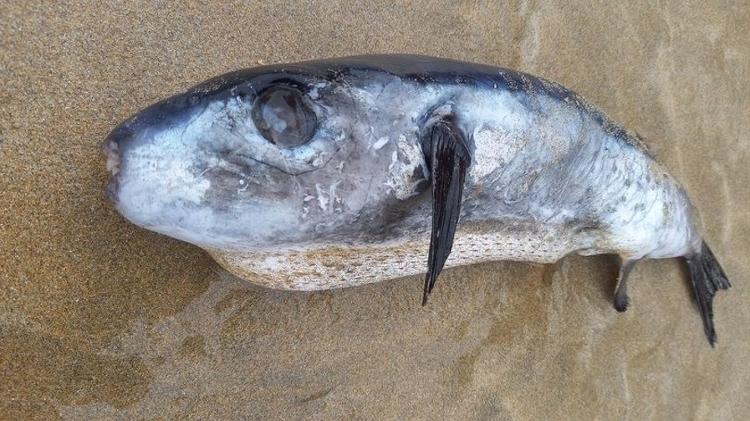 Rare and deadly puffer fish found off Newquay beach - Reproduction/Constance Morris - Reproduction/Constance Morris