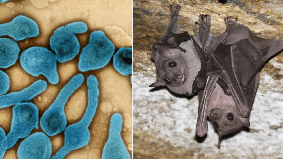 Morcegos frugívoros são hospedeiros do vírus de Marburg - Reprodução/Wikimedia Commons