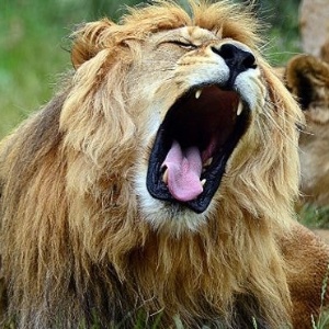 O leão na foto possui uma juba escura semelhante a do leão Cecil, morto no Zimbábue - Getty Images
