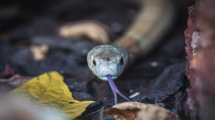 Serpentes são a segunda espécie com maior número de notificações de acidentes no Brasil, segundo o Ministério da Saúde Serpentes são a segunda espécie com maior número de notificações de acidentes no Brasil, segundo o Ministério da Saúde