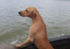 Cão tenta cruzar lago em busca de 