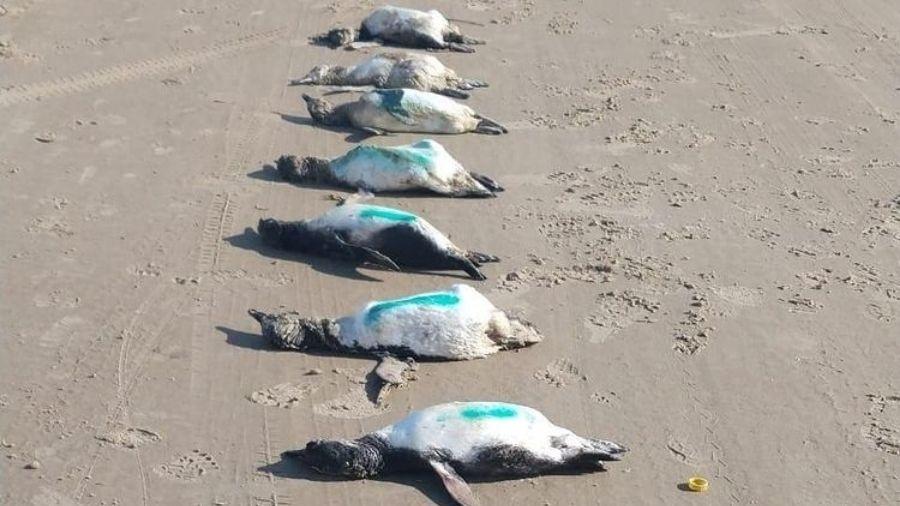 Pinguins são encontrados mortos em praia de SC - Reprodução/Instagram