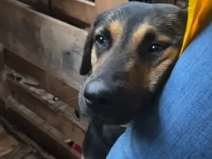 Cão 'abraça' perna de voluntária em abrigo em Canoas (RS): 'Agradecendo'