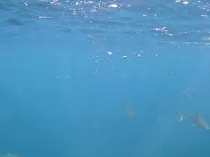 Mergulhadores gravam cardume com mais de 100 tubarões em praia de SP; veja