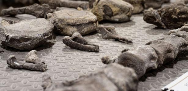 R$ 85 milhões: fóssil de Estegossauro movimenta mercado de ações