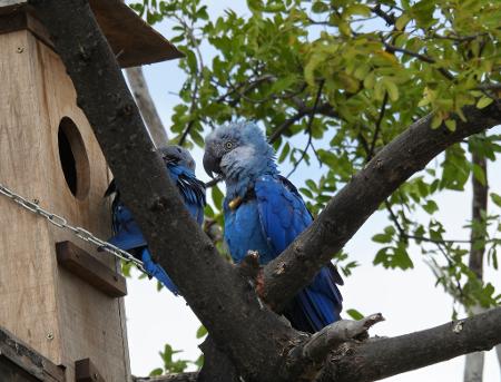 Ararinha azul na Fazenda Ararinha-Azul, no município de Curaçá (BA) Ararinha azul na Fazenda Ararinha-Azul, no município de Curaçá (BA)
