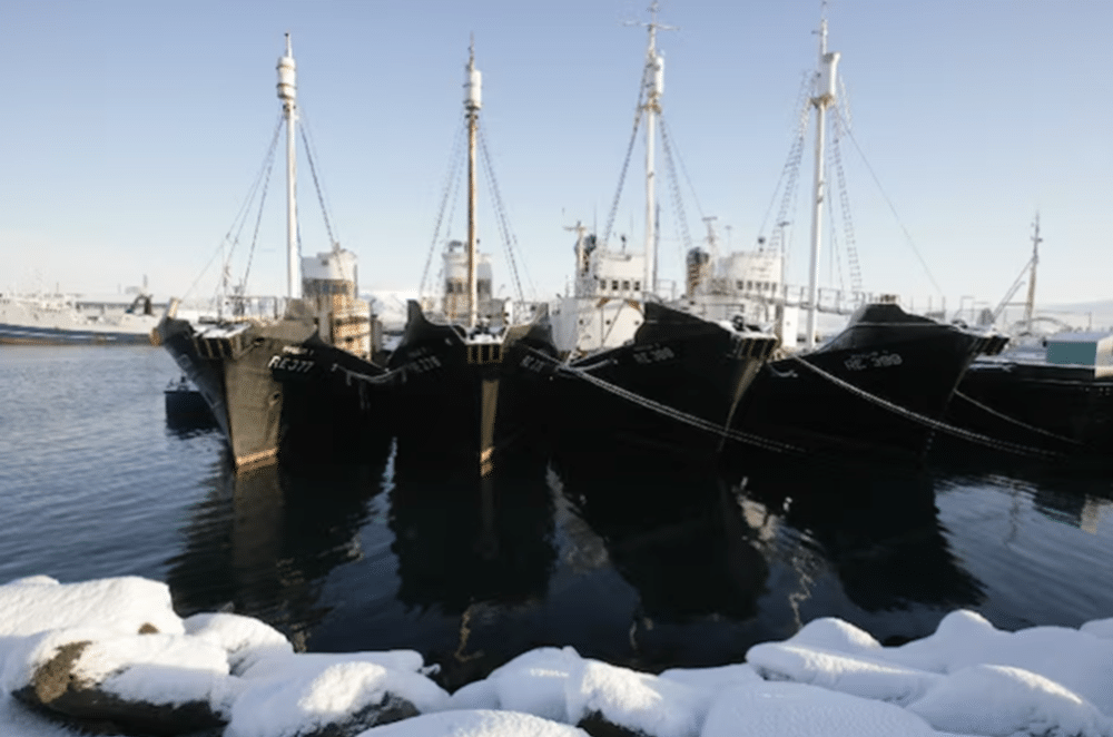 Navios baleeiros atracados em um cais em Reikjavik, em 29 de janeiro de 2009 - undefined