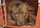 Criança morre após ser atacada por pitbull do companheiro da mãe no Rio