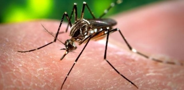 O mosquito Aedes aegypti pode ser reconhecido pelas manchas brancas no corpo e nos membros - James Gathany/CDC