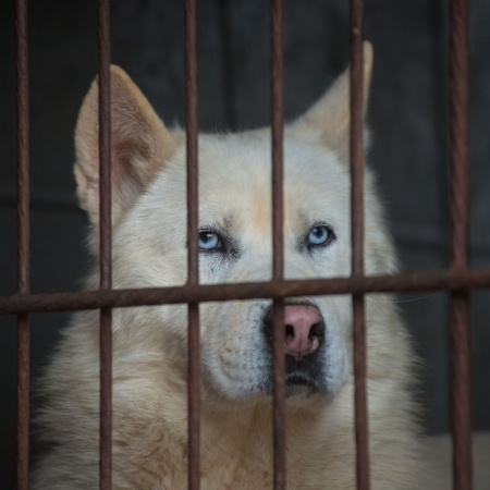 A Humane Society International estima que 10 milhões de cachorros sejam mortos todos os anos para consumo - Ed Jones/AFP