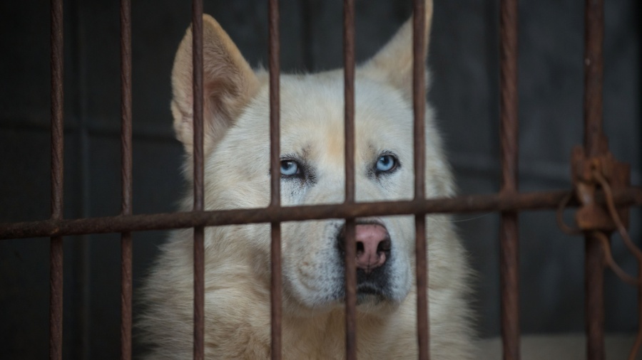 Autoridades ucranianas repudiaram a barbaridade contra os animais.  - Ed Jones/AFP