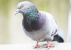 Por que há mais pombos com pés mutilados perto de salões de beleza - Getty Images