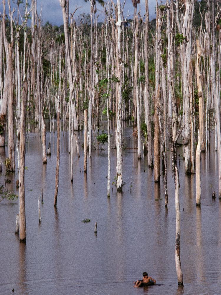 O que são os manguezais, essenciais para o equilíbrio ambiental