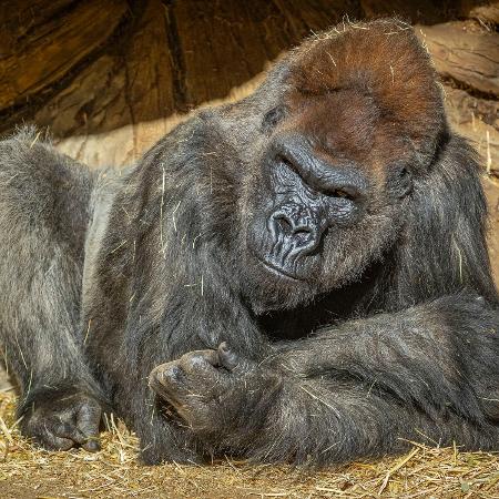 Winston, de 48 anos, foi um dos gorilas do "San Diego Zoo" que testou positivo para a covid-19 em 11 de janeiro - KEN BOHN/AFP