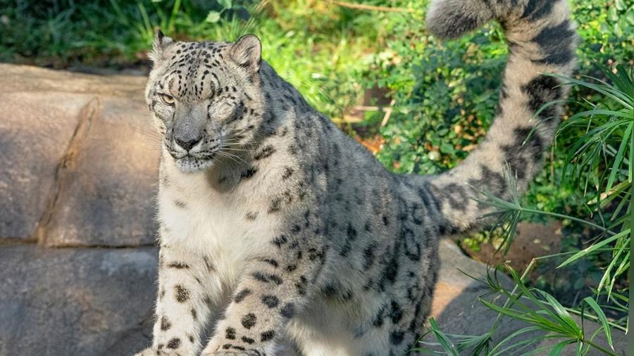 O leopardo-das-neves não estava vacinado no zoológico - Reprodução/ Instagram @sandiegozoo