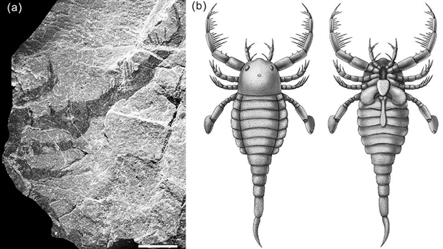 Escorpião marinho podia chegar a 1 metro de comprimento e viveu há cerca de 400 milhões de anos - Reprodução/Instituto Nanjing de Geologia e Paleontologia