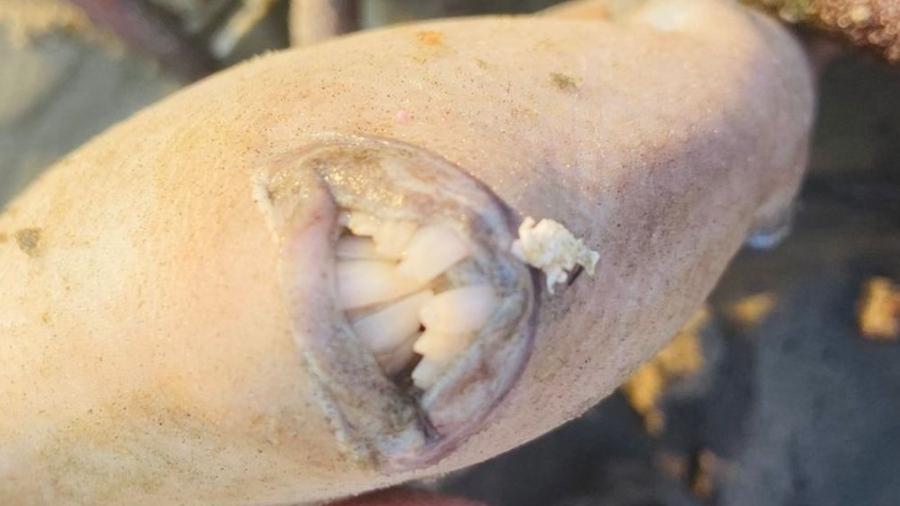 Os dentes proeminentes do Balistes capriscus são utilizados para quebrar a carapaça de algumas presas, como crustáceos e mariscos - Arquivo Pessoal