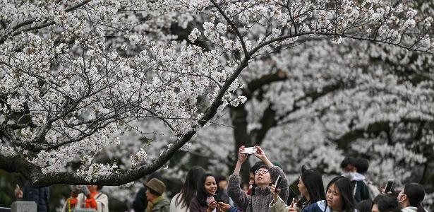 Japão usa aplicativo com IA para preservar as flores de cerejeira