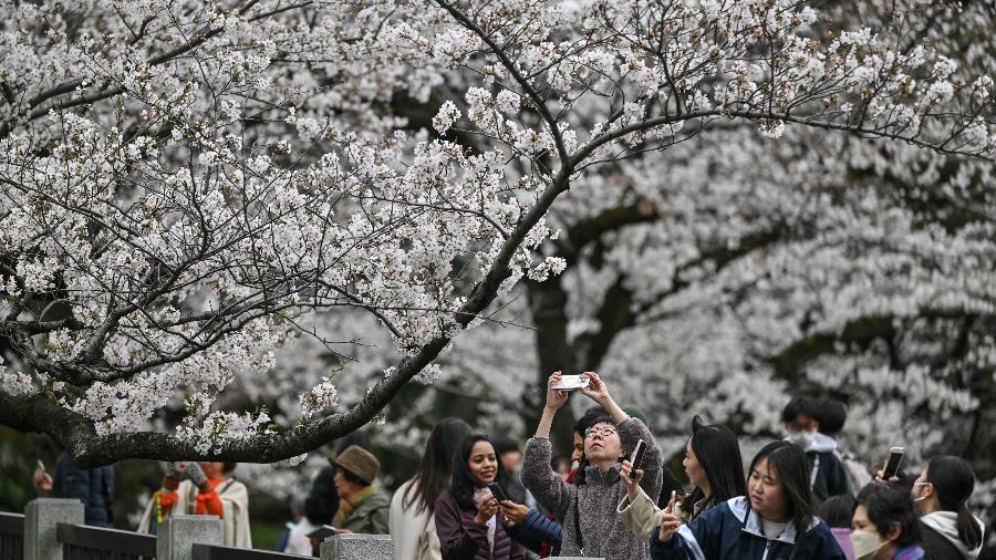 Pessoas fotografando flores de cerejeira no Parque Kudanzaka Pessoas fotografando flores de cerejeira no Parque Kudanzaka