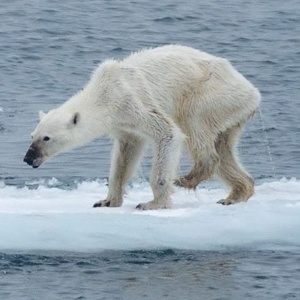 Em viagem ao Ártico norueguês, a fotógrafa Kerstin Langenberger encontrou inúmeros ursos polares desnutridos, em sua maioria fêmeas - Kerstin Langenberger/Reprodução Facebook