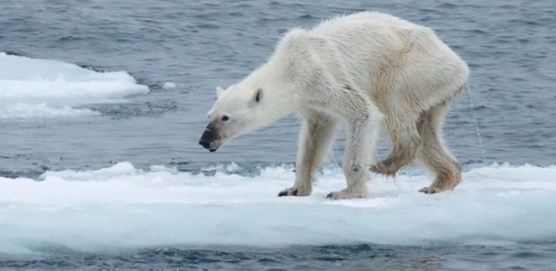 Em viagem ao Ártico norueguês, a fotógrafa Kerstin Langenberger encontrou um inúmeros de ursos polares raquíticos, em sua maioria fêmeas - Kerstin Langenberger/Reprodução Facebook