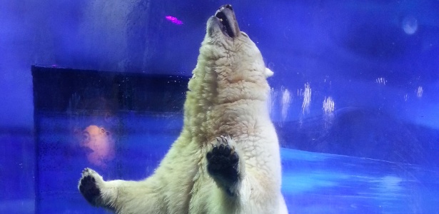 O urso polar Pizza vivia no Shopping Grandview em Guangzhou, na China - Animals Asia/AFP