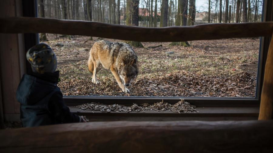 Criança vê lobo em uma reserva ecológica em Moritzburg, na Alemanha - Lena Mucha/The New York Times