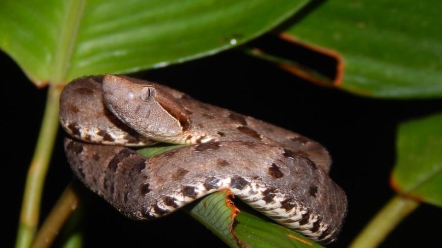 Jararaca da espécie Bothrops