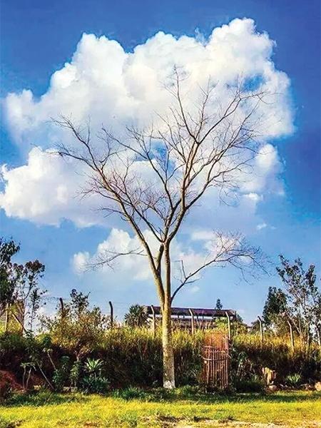 A fotografia "Árvore de Nuvens", que ganhou prêmio da Itália - Eder Magalhães de Almeida