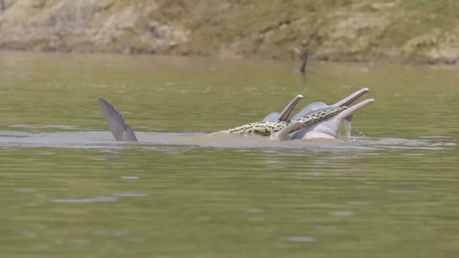 Pesquisadores destacaram que comportamento pode ser "brincadeira" de golfinhos  - Divulgação/Alejandro dos Rios