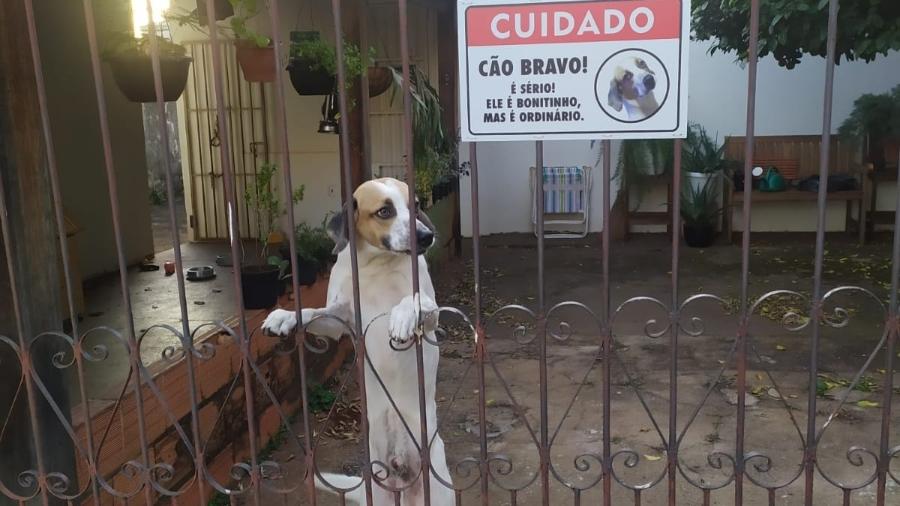 A placa criada para alertar pedestres e visitantes a tomarem cuidado com o cãozinho Zero fez sucesso nas redes sociais por sua criatividade - Arquivo Pessoal