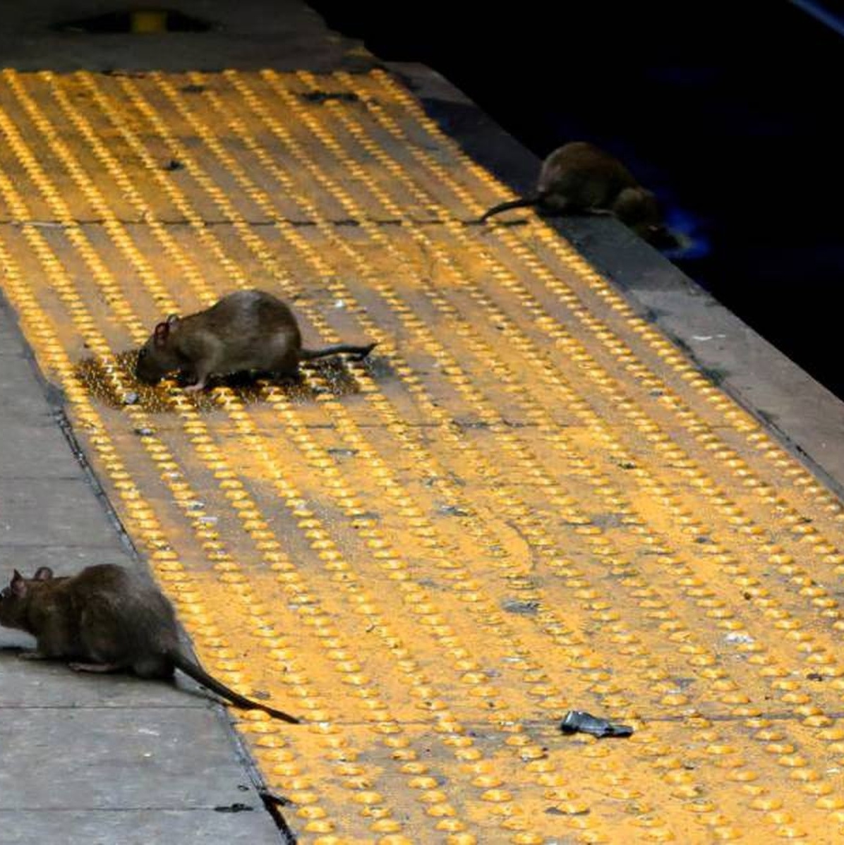 Rato inflável gigante é instalado em rua de Nova York