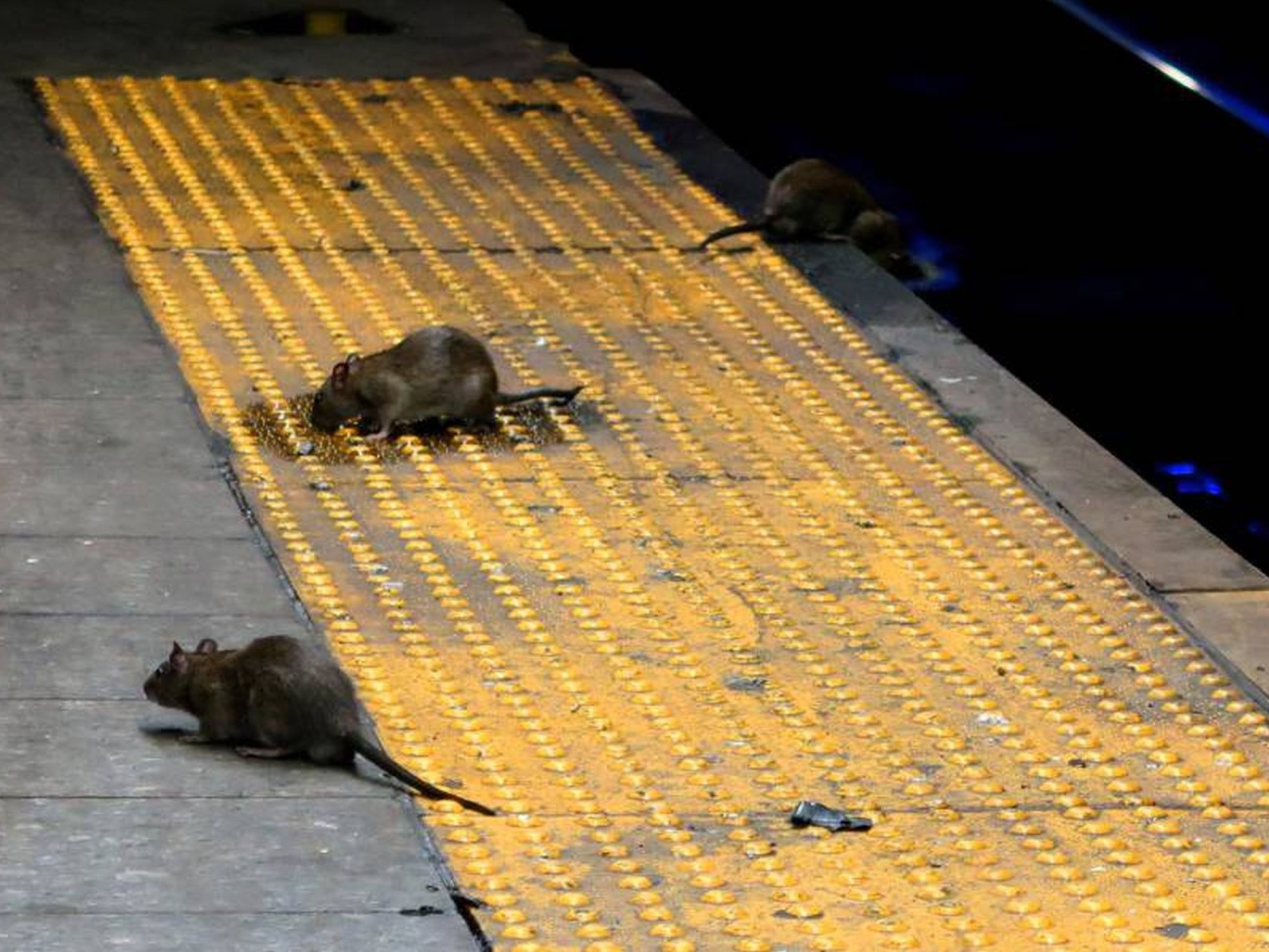 Infestação de ratos em Nova Iorque preocupa e afeta turismo e saúde