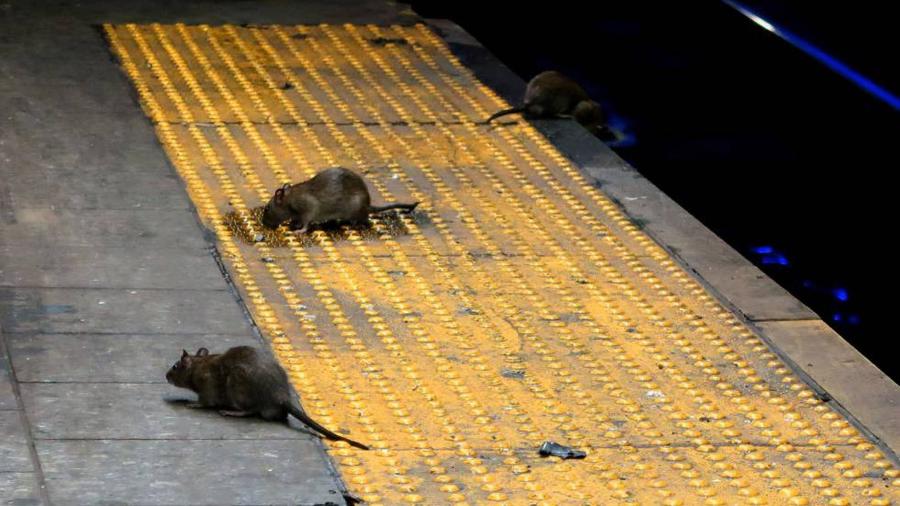 Não é incomum a aparição de ratos nos metrôs de Nova York, porém eles não estão mais restritos a esses locais e aparecem em diversas vias públicas. - GETTY IMAGES