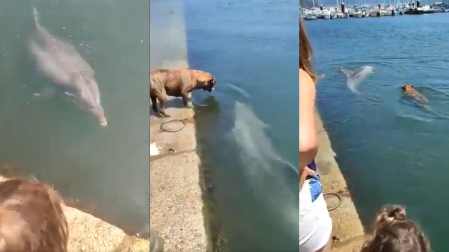 Cachorro não resiste e pula na água para brincar com golfinho - Reprodução/Twitter