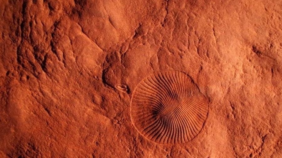 Imagem de fóssil do Período Ediacarano, época onde fora registrada 1ª extinção em massa na Terra  - Reprodução / Scott Evans 
