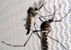 Mortes por dengue no estado de São Paulo sobem para 17 - Reuters/Paulo Whitaker