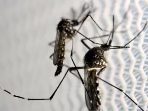 Mortes por dengue no estado de São Paulo sobem para 17