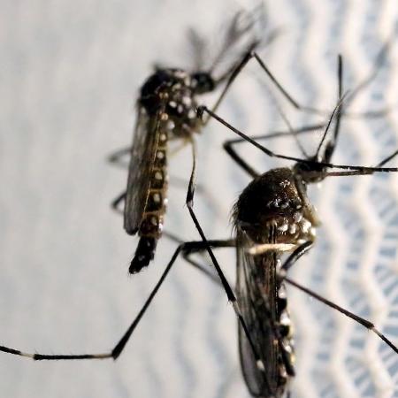 A dengue é transmitida pelo mosquito Aedes aegypti