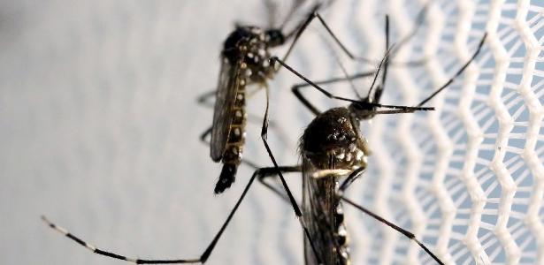 Este método fortalece la lucha contra el dengue en Brasil