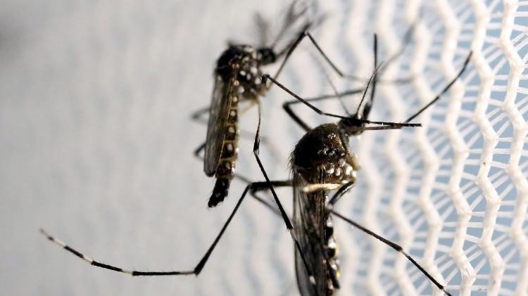 CTNBio aprova biossegurança de vacina da dengue
