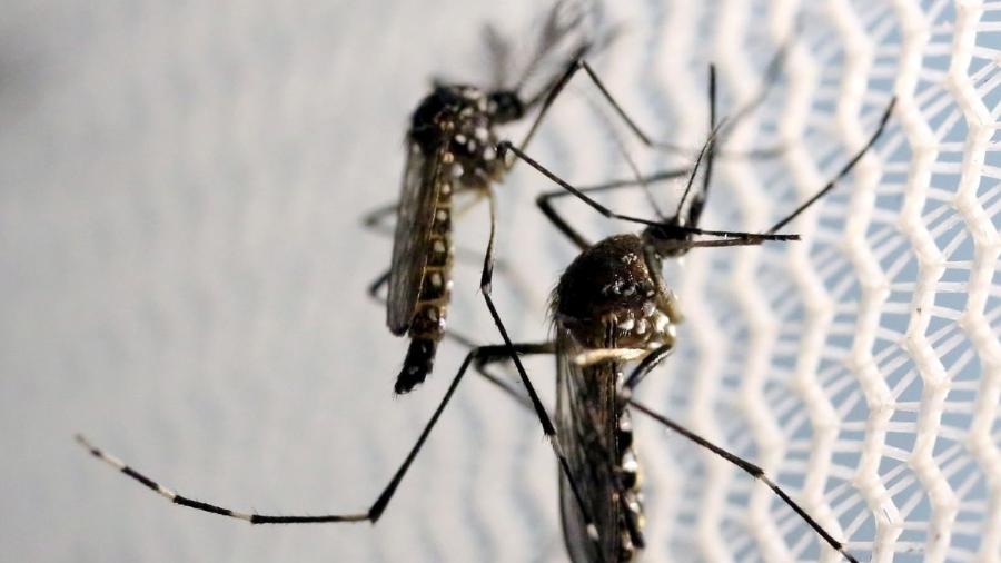 Mosquito Aedes aegypti, transmissor da dengue e chikungunya