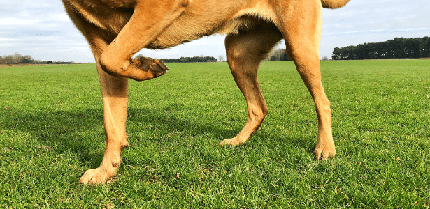 Dor nas articulações em cães: conheça os principais sinais de alerta